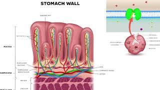 Proton pump inhibitors: Omeprazole, pantoprazole and other 'prazole' medications