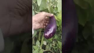 eggplant!  It's a delicious vegetable that can be cooked in so many ways.