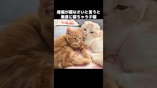 母猫が「寝なさい！」と言うと素直に寝ちゃう子猫がかわいい... #子ネコ