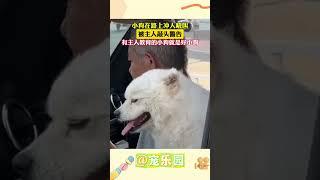 小狗在路上冲人吼叫 被主人敲头警告 有主人教育的小狗就是好小狗#宠乐园 #轻松一刻 #动物