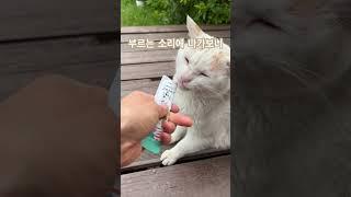 옆집 보라가 츄르 달라고 현관에서 불러요 #고양이 #펫둥이츄르