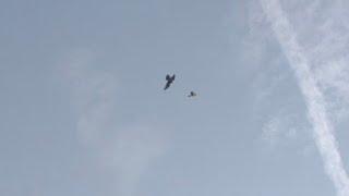 peregrine attacked pigeon shikra attack kabutar