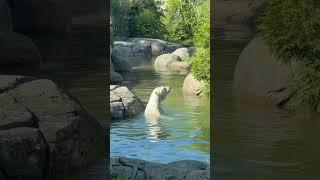 Check out the polar bear having a morning swim
