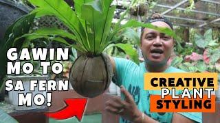 DO THESE TO YOUR FERN! | CREATIVE GARDEN IDEAS USING DIY COCONUT PLUCKED POT