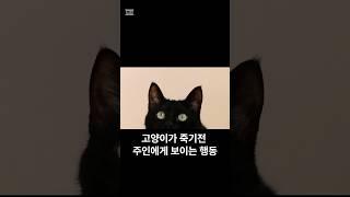 고양이가 죽기전 주인에게 보이는 행동. Shorts.