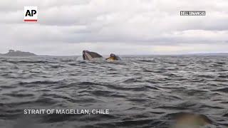 Kayaker swallowed by humpback whale in Chile