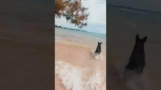 He is not my dog. He is my kid
