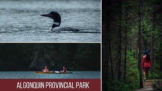 Algonquin Provincial Park  | Racoon Lake + Rock Lake