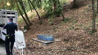 Goats Released at Fitch Mountain Villa Chanticleer