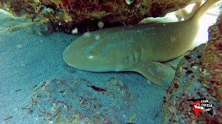 Snorkeling Gulfstream Park | Gulf Stream, Florida
