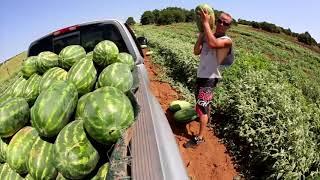 Rush Springs Watermelons (2013-07-26)