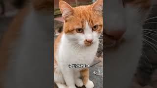 고양이 언어 해석법! #고양이 #cat #catshorts #반려묘 #고양이집사 #동물 #고양이영상 #catbehavior #반려동물 #동물 #반려동물정보 #고양이언어 #집사