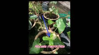 Albino diseases in plant