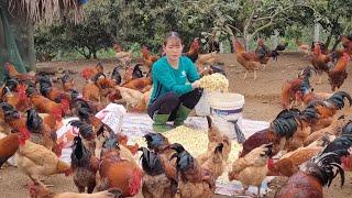 Chicken breeding.  Roosters need to be fattened to be sold in the market.  (Ep 146).