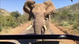 Watch Arnold Schwarzenegger Get Chased By Angry Elephant While on Safari