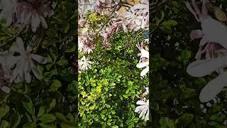 Hoa Mộc Lan đầu mùa xuân ở Anh #cuocsonganhquoc #uk #magnolia #bloom #flowers