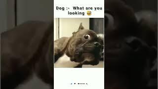 Dog , what you looking for ? 