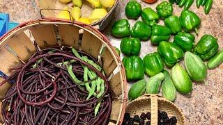 Garden Walk Thru (week 5)| First real Harvest