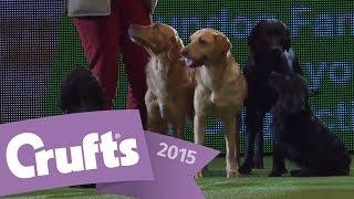 Gundog Display with Philippa Williams | Crufts 2015