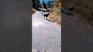 #youtubeshorts #trend #viral #pahadi #nature #shortspahadi #youtube #youtubetrending