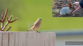 TOP 3 BIRDS | in Pakistan Highlight| Technical Geo Graphics| Syed Mateen Haider