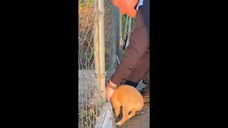 Puppy rescued after found with head stuck in gate