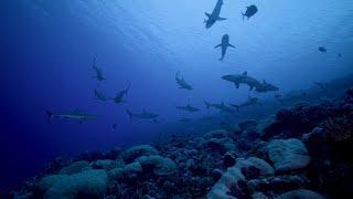 Republic of the Marshall Islands (2025) | Pristine Seas | National Geographic Society