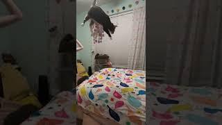 cat jump: quadrobics model high jump tutorial #quadrobics #therian #cat #jump #fyp #edit #tutorial