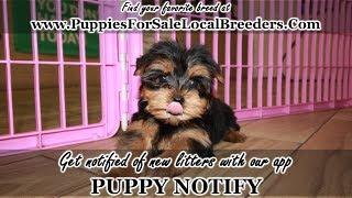 TEACUP YORKIE PUPPIES FOR SALE, GEORGIA LOCAL BREEDERS, GWINNETT COUNTY, GA