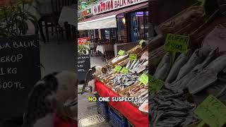 "Cat Pulls Off the Perfect Fish Heist at the Market!  You Won’t Believe What Happens Next!"