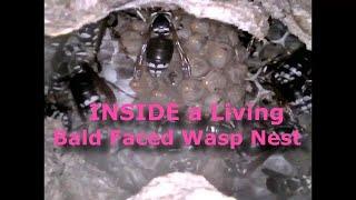 Bald Face Wasp INSIDE Living Nest