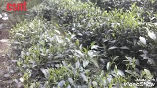 #03 du lịch vườn chè khe cốc phú lương thái nguyên cuộc sống nông thôn TN