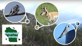 Birding Custer State Park (South Dakota)