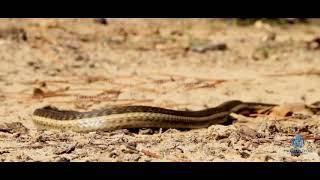 Animal Spirit Snake Totem