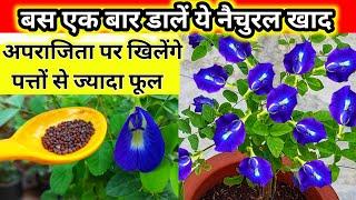 Aparajita plant care.Aparajita ka plant.Aparajita. Aprajita plant care.Aprajita ka phool.अपराजिता.