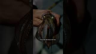 Tại sao mực có thể bắn mực đen?
