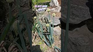 서울촌아줌마 이거모야 ? 꽃인줄 알았는데 #시골초보 #시골체험 #파 #파씨 #자연 #시골 #자연과함께 #시골일상 #자연 #시골여행 #귀농작물 #귀농 #시골생활