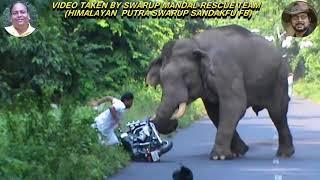 Best Elephant Chasing Short Clip On Blacktop Road.