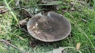 Lactarius turpis - Ugly Milk-Cap