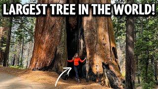 Best Things to do in Sequoia National Park!