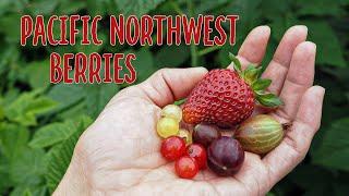 PNW Berries and Fruits