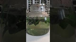 Мятный чай с базиликом. Mint tea with basil#shorts