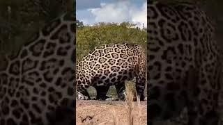 Huge male jaguar Tupã Pantanal #shorts