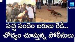 Cock Fighting Posters in Denduluru || Police Support to TDP Leaders || AP High Court || @SakshiTV