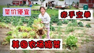 美国农场长什么样？女儿干活非常开心，爸爸感觉到了非洲。What kinds of stuff does the farm grow? #美国生活