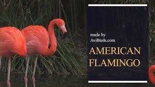 American Flamingo [Phoenicopterus Ruber]