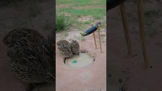 Easy Bird Trap Technique - Best Quail Trap #simple bird trap #shorts #technique