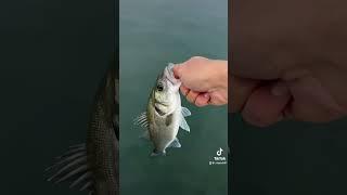 #pesca #fishing #pescaspinning #fish #branzino #perte #spigola #seabass #bassfishing
