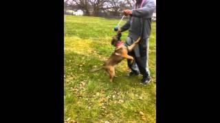 Off the leash obedience work with malinois pup