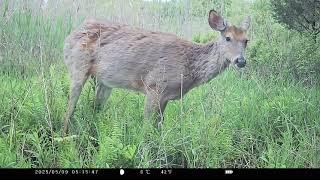 DEER IN SPRING new coats & new antlers